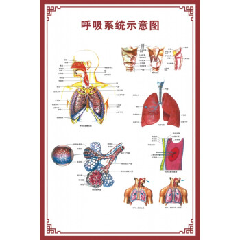 人体内脏解剖示意图医学骨骼肌肉器官血管血液结构图医院海报 呼吸