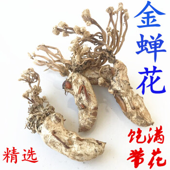 新货500克金蝉花干货虫草花金蚕花土蝉花知了花