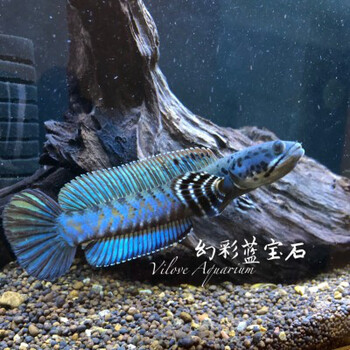 不二臣阿萨姆奶茶雷龙七彩雷龙幻彩蓝宝石雷龙鱼幻彩红宝石酒红雷龙