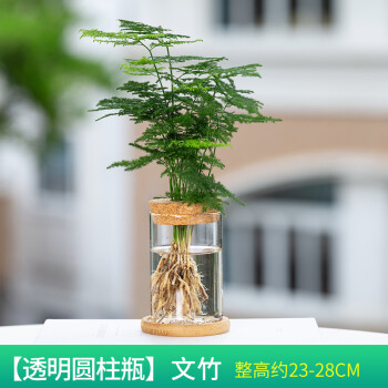 小文竹 水培透明玻璃瓶(送竹垫木塞) 带盆栽好