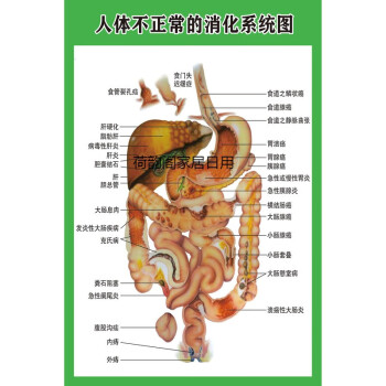 人体内脏解剖系统示意图医学宣传挂图人体器官心脏结构图医院海报人体