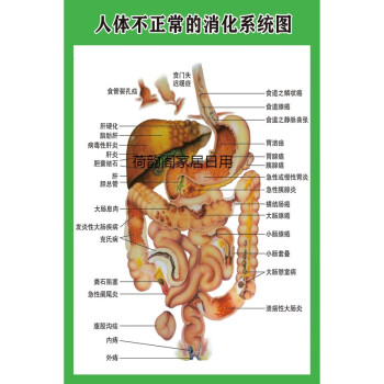 人体内脏解剖系统示意图医学宣传挂图人体器官心脏结构