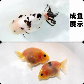 不二臣赛级兰寿金鱼活鱼精品观赏鱼冷淡水娃娃脸水族宠物鱼兰寿奶牛