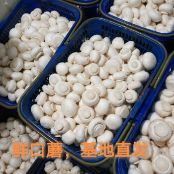 新鲜口蘑白蘑菇双孢菇批发食用菌营养火锅烧烤食材时令蔬菜二斤装原