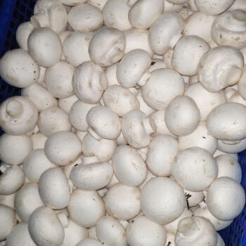 新鲜口蘑白蘑菇双孢菇食用菌营养一斤装原生态口蘑