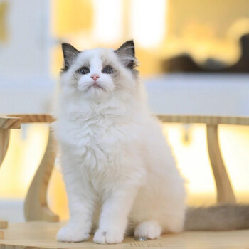 布偶猫咪活体幼猫纯种宠物猫幼崽活体幼仔长毛幼猫长毛仙女蓝眼睛可爱