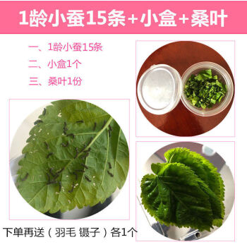 卫亮蚕宝宝小学生养蚕套装活体春蚕幼虫活物小蚕卵1龄234龄送新鲜桑叶