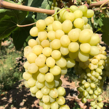 顺丰新疆吐鲁番无核白葡萄新鲜水果水晶青提无籽马奶提子顺丰无籽爆甜