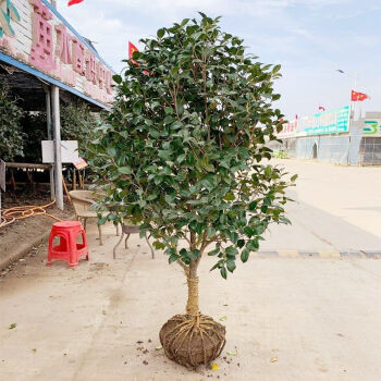 外绿植庭院大型盆栽植物四季常青耐寒花卉香妃茶耐冬茶花55cm粗不含盆