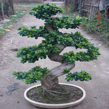 榕树室内桌面小榕树发财树花卉人参榕大型盆景带盆栽花木绿植造型榕树