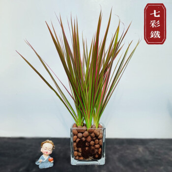 水培植物绿植盆栽花卉水养植物土养植物室内办公桌面微景观造景植物