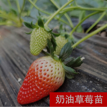 四季草莓苗盆栽带土南北方种植当年结果食用牛奶草莓秧阳台带盆奶油