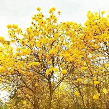 红花风铃木种子绿化林木树种籽风景树绿化苗木种子黄花风铃木种籽试种