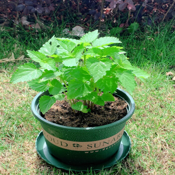 藿香盆栽藿香苗盆栽香叶植物庭院阳台可种植鱼香草香菜植物1加仑盆带