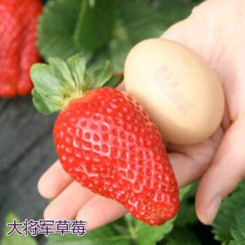 季花种籽子草莓苗种植蔬菜种孑花卉种子全大将军草莓150粒土肥生根粉