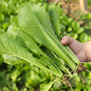 寿禾 小白菜种子四季青梗蔬菜秋夏季播种疏蔬莱种子耐热四季速生快菜