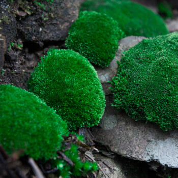 青苔藓鲜活苔藓微景观盆景盆栽水陆缸造景青苔植物白发藓假山草diy