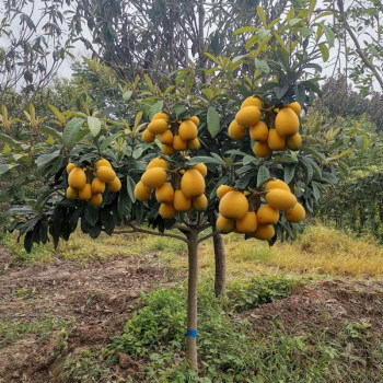 枇杷苗嫁接盆栽地栽枇杷树苗南方北方特大蒙自琵琶苗白沙大五星苗嫁接