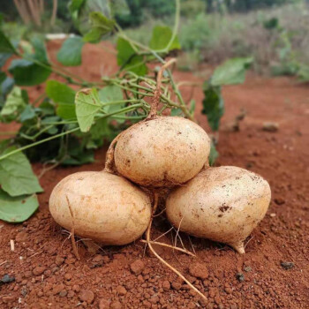 广西农家新鲜凉薯地瓜红土现挖白地瓜脆甜沙葛时令孕妇水果地萝卜3斤