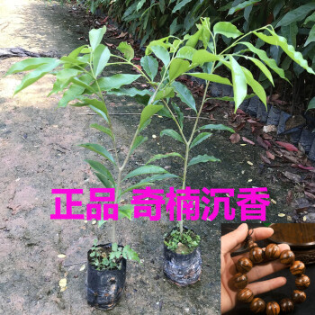 好运马奇楠沉香树苗正宗奇楠小苗沉香树苗名贵树苗绿化树苗盆栽奇楠