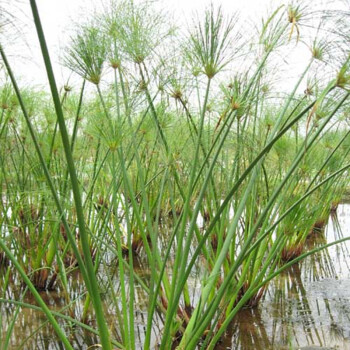 水生花卉苗黄菖蒲苗梭鱼草苗再力花苗常绿鸢尾水生鸢尾苗50颗纸莎草50