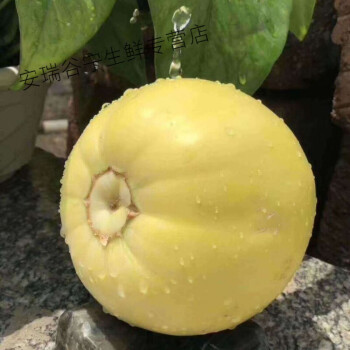 山东头茬小蜜蜂甜瓜香瓜脆瓜星甜蜜罐黄金瓜新鲜水果1斤试吃装不