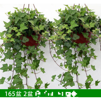 常春藤盆栽好养植物室内垂吊兰长春藤水培爬藤挂常青藤绿植165盆2盆藤