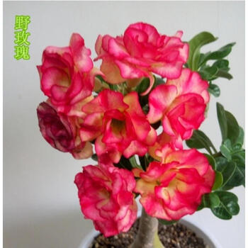 花苗盆栽四季开花鲜花庭院室内绿植盆景花卉野玫瑰精品大苗