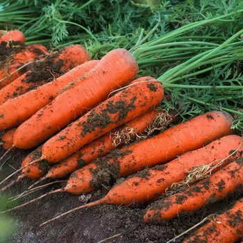 陕西沙地胡萝卜新鲜红萝卜水果萝卜新鲜蔬菜红心萝卜10斤现挖现发5斤