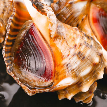 春光岛海螺鲜活发货当日现挖大螺超肥新鲜海螺鲜活海鲜水产螺类贝类57