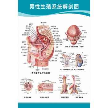 男性生殖解剖图 【24寸:40x60厘米】  pp胶(背面带胶)