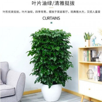 大型盆栽大发财树绿植物室内净化空气四季常青好养活锐衡丛生幸福树