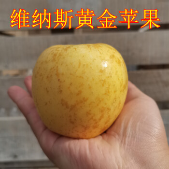 爵妃jd顺丰山东威海维纳斯黄金金星苹果新鲜水果蜂蜜苹果纯甜现发时令