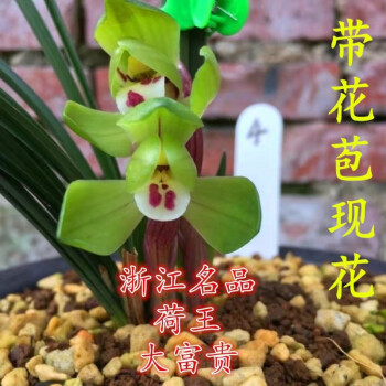 原盆带盆带花苞浓香型兰花苗矮种春兰绿云江浙室内花卉绿植盆栽大富贵