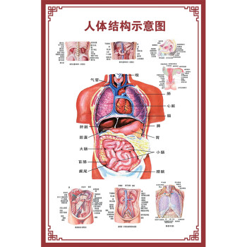 佐盈森 人体骨骼图挂图器官内脏结构图肌肉分布解剖图挂画 人体结构示意图 PP胶(背面带胶) 50X70cm