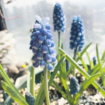 土培花卉盆栽 四季花卉种子植物室内秋季种 薄荷  葡萄风信子  5 颗球