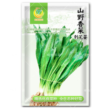 野菜籽绿色田园蔬菜种子缅甸大芫荽刺芹籽云南刺芫荽种孑山野香菜原装