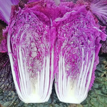 新型混色大白菜籽紫白菜火凤凰黄心娃娃菜红色大白菜紫色白菜种子紫色