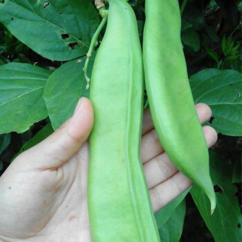 寿禾红白刀豆种子豇豆角扁豆四季豆种籽白刀豆种子10粒简装