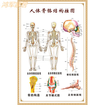 【京东直营】医学骨骼图肌肉挂图脊柱血管分布图人体肌肉神经系统人体