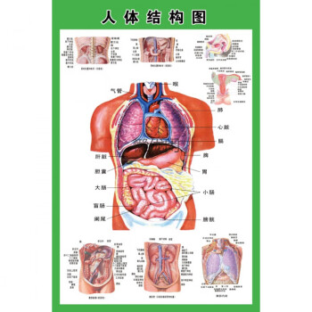 人体内脏解剖示意图医学宣传挂图人体器官心脏结构图医院海报定制