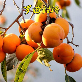 柿子树苗嫁接脆柿子树苗果树苗南方北方种植盆栽地栽火晶柿磨盘无核脆