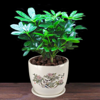 精品绿植常青八方来财鸭脚木室内阳台桌面绿植盆栽花卉发财树苗七叶莲