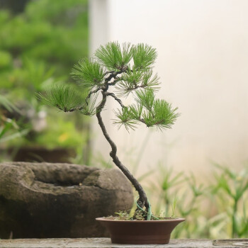 黄山松斜干文人造型盆景松树适合书房茶室摆放观赏