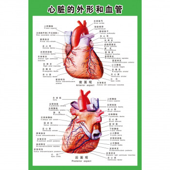 人体内脏解剖示意图医学宣传挂图人体器官心脏结构图医院海报字画心脏