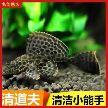 网红网红豹纹清道夫女王淡水鱼缸清洁鱼好养耐活观赏鱼异形除藻残渣可