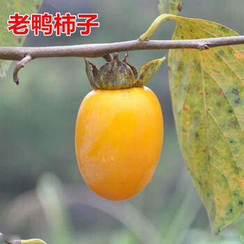 柿子树苗嫁接脆柿子苗当年结果火晶磨盘柿子庭院阳台盆栽地栽南方北方