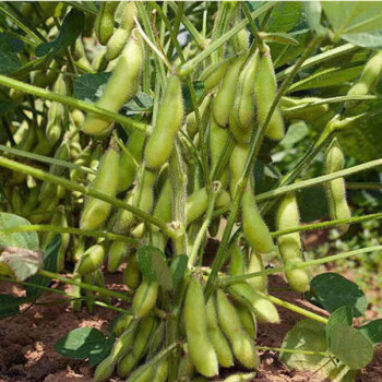 高产大豆种子农户大面积种植黄豆种籽中黄荷豆12亩产千斤荷豆1220斤