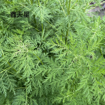 黄蒿青蒿中材青蒿新鲜青蒿草细叶青蒿叶黄花蒿香蒿臭蒿现采现发净重