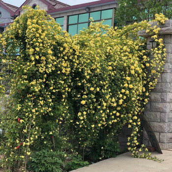 四季红木香花苗爬藤植物庭院绿化开花特大花量多四季